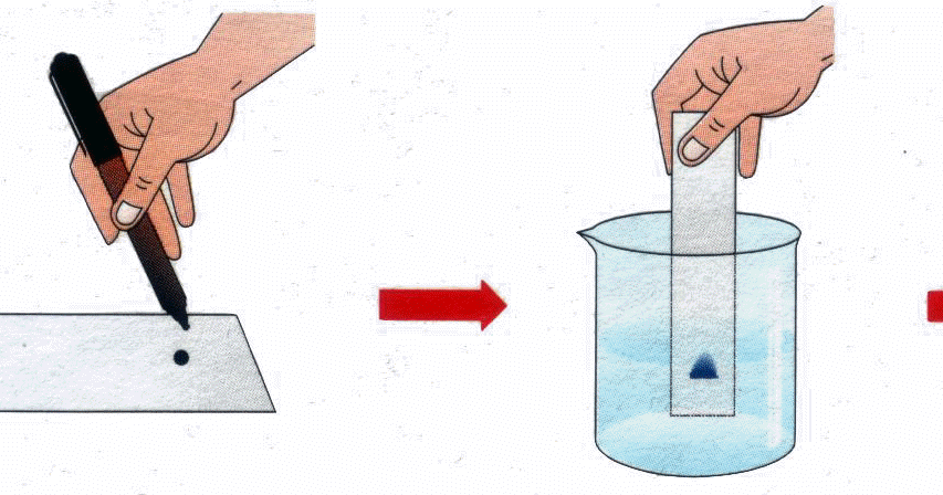feira de ciencias: cromatografia